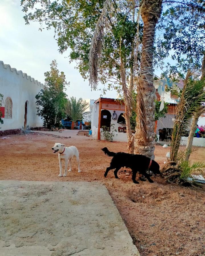 Nook Hostel Dahab Buitenkant foto